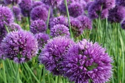 Czosnek ozdobny MEDUSA'S HAIR