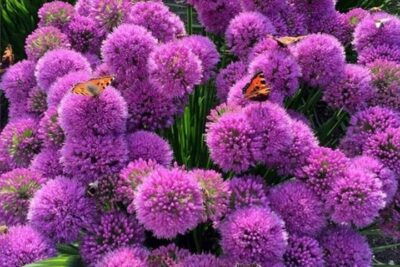 Czosnek ozdobny MILLENIUM