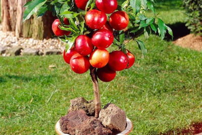 Mini NEKTARYNA RUBIS karłowa