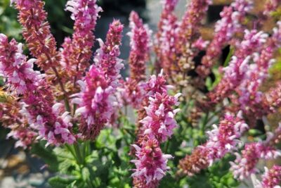 Szałwia omszona SYNCHRO PINK