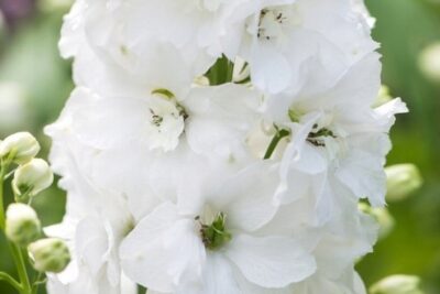 Ostróżka Ogrodowa EXCALIBUR PURE WHITE