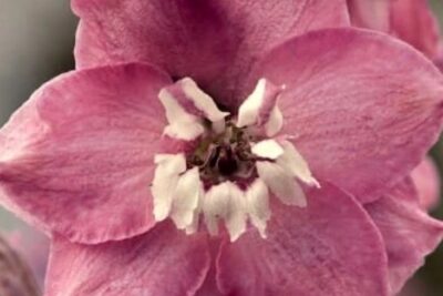 Ostróżka Ogrodowa LILAC EXCALIBUR ROSE WHITE