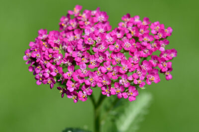 Krwawnik pospolity DESERT EVE DEEP ROSE