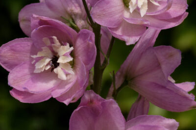 Ostróżka Ogrodowa LILAC EXCALIBUR ROSE WHITE
