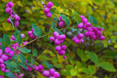 Śnieguliczka Doorenbosa MAGIC BERRY