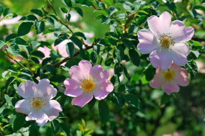 Rosa CANINA róża DZIKA