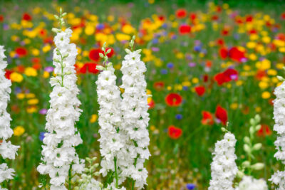 Ostróżka Ogrodowa EXCALIBUR PURE WHITE