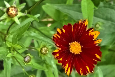 Nachyłek wielkokwiatowy UPTICK RED