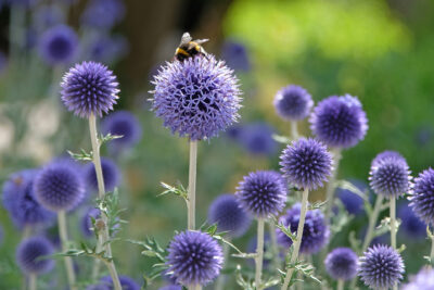 PRZEGORZAN POSPOLITY