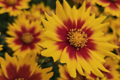 Nachyłek wielkokwiatowy UPTICK GOLD&BRONZE