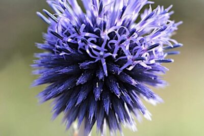 PRZEGORZAN POSPOLITY