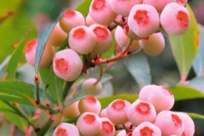 Borówka amerykańska RÓŻOWA PINK BOMBONS