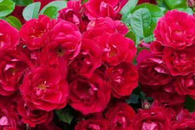 Róża wielkokwiatowa ROTE THE FAIRY