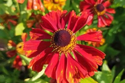 Dzielżan ogrodowy MOERHEIM BEAUTY