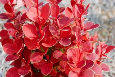 Berberys RED HOT CHILLI