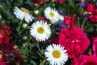 Aster krzaczasty SCHNEEKISSEN