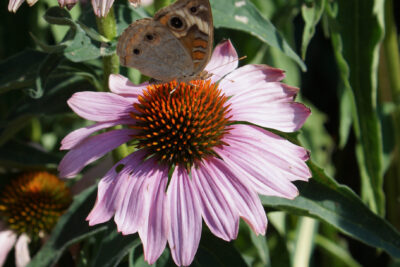 Echinacea jeżówka PINK SKIPPER