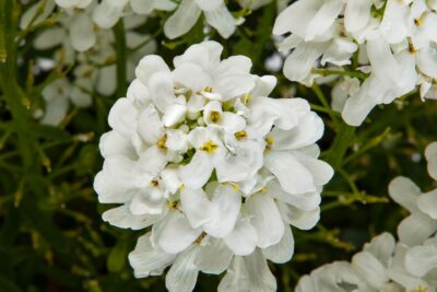 Ubiorek wiecznie zielony WHISTLER