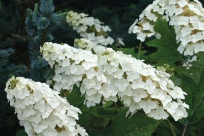 Hortensja dębolistna SNOW QUEEN