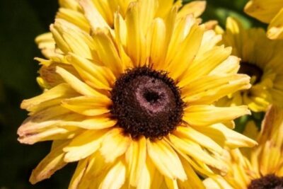 Rudbekia FLAMENCO VANILLA
