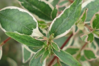 Abelia wielkokwiatowa CONFETTI