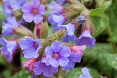 Miodunka plamista TREVI FOUNTAIN