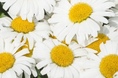 Jastruń Wielki MADONNA