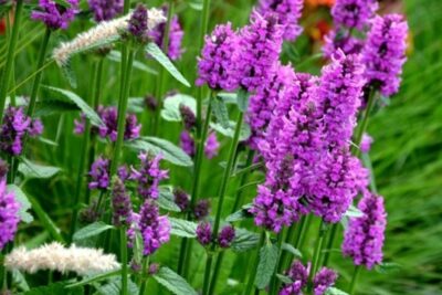 Czyściec gęstokwiatowy HUMMELO