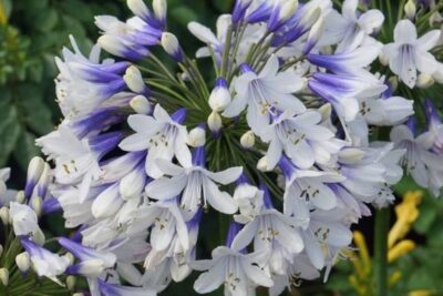 Agapant afrykański TWISTER