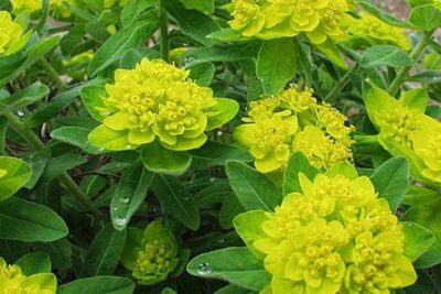 Wilczomlecz złocisty SENIOR