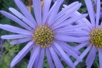 Aster frikarta MONCH