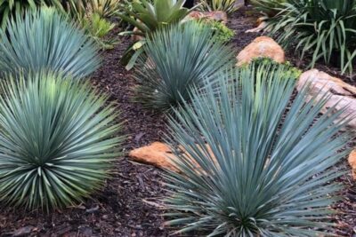 Juka rostrata SAPPHIRE SKIES