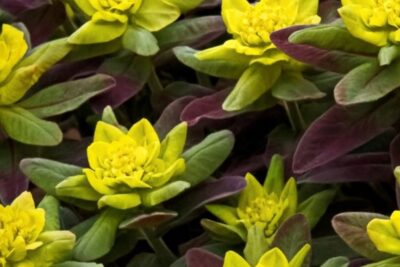 Wilczomlecz Złocisty BONFIRE