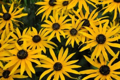 Rudbekia FOREVER GOLD