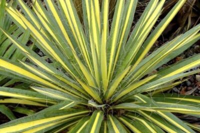 Juka karolińska BRIGHT EDGE