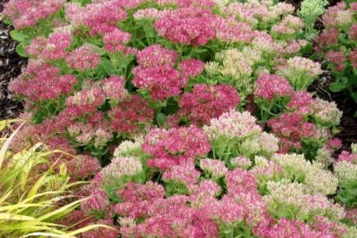 Rozchodnik okazały HOT STUFF