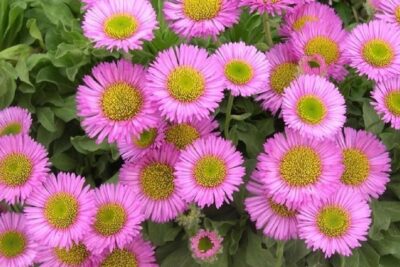 Przymiotno sine THE BREEZE