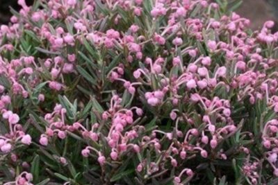 Modrzewnica pospolita BLUE ICE