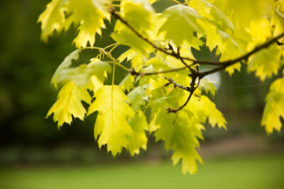 Dąb czerwony AUERA szczepiony na pniu
