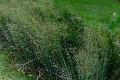 Proso rózgowate PRAIRE SKY