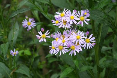 Aster żeniszkowaty ADUSTUS NANUS