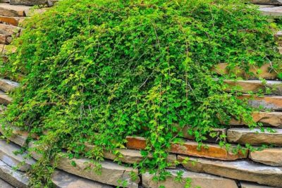 Tawulec pogięty TANAKI