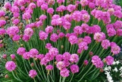 Zawciąg nadmorski SPLENDENS