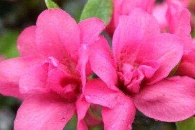 Azalia japońska ROKOKO