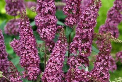 Budleja Dawida AFRICAN QUEEN piękne FIOLETOWE KWIATY kwitnie DO MROZÓW