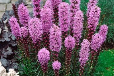 Liatra kłosowa FLORISTAN VIOLET