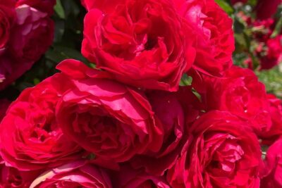 Róża wielkokwiatowa STORTEBEKER