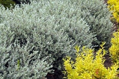 Wierzba płożąca NITIDA