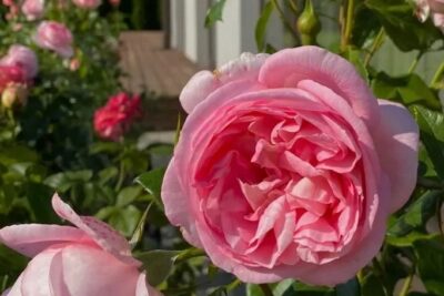 Róża wielkokwiatowa VOYAGE