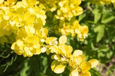 Berberys YELLOW COBRA japońska PIĘKNOŚĆ bardzo ŁATWY W UPRAWIE